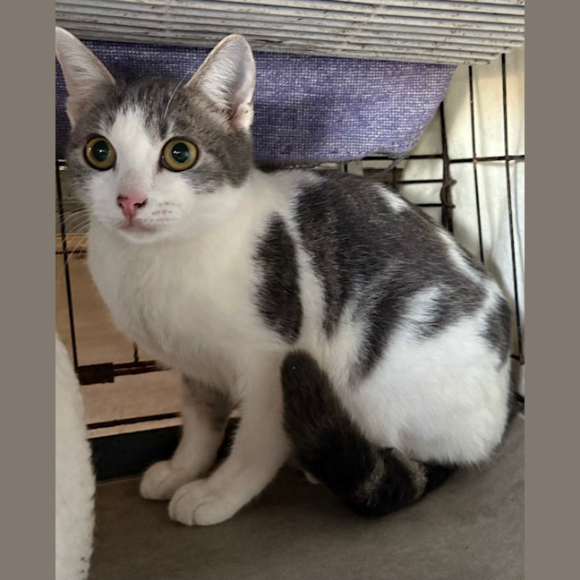Photo of Whisper