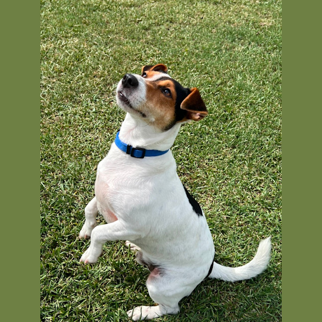 Photo of Milo   2 Year Old Jack Russell Terrier