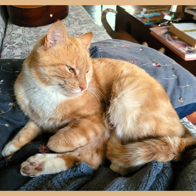 Photo of Findus