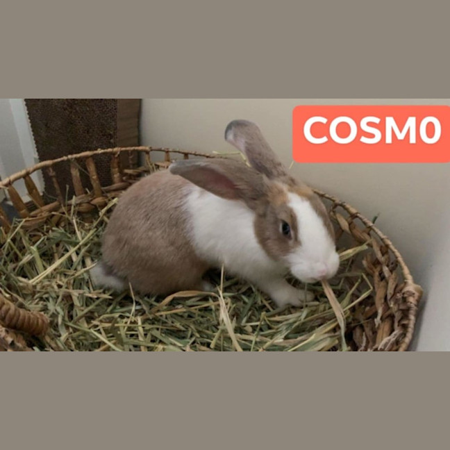 Photo of Cosmo