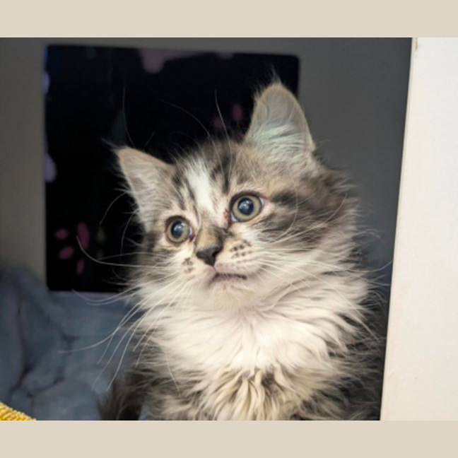 Photo of Veruca