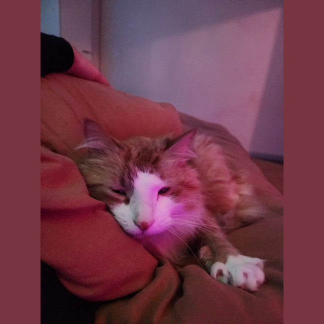 Photo of Baxter