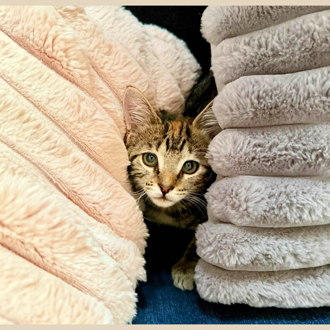 Photo of Queen Cleocatra