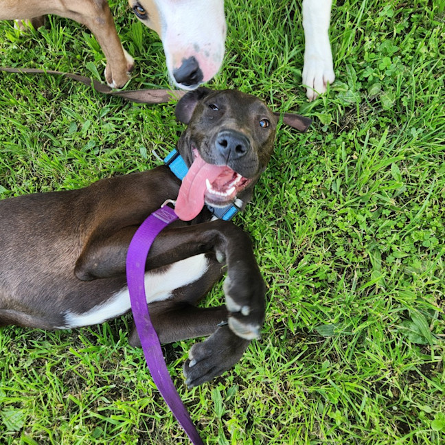 Photo of Little Miss P (64181)
