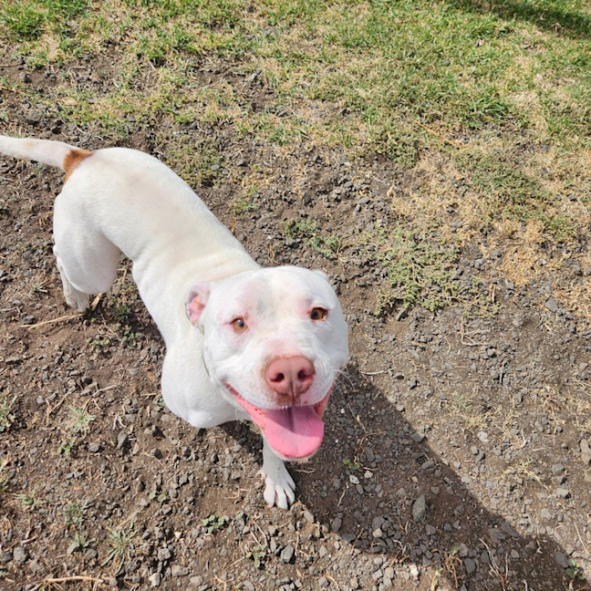 Photo of Casper (64982)