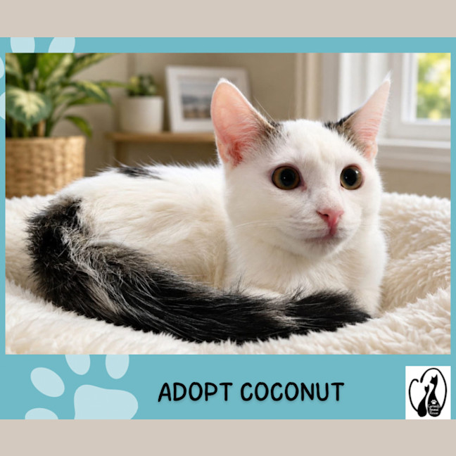 Photo of Coconut