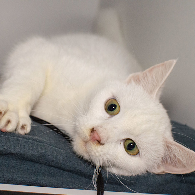 Photo of Snowy