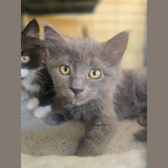 Photo of Pixel