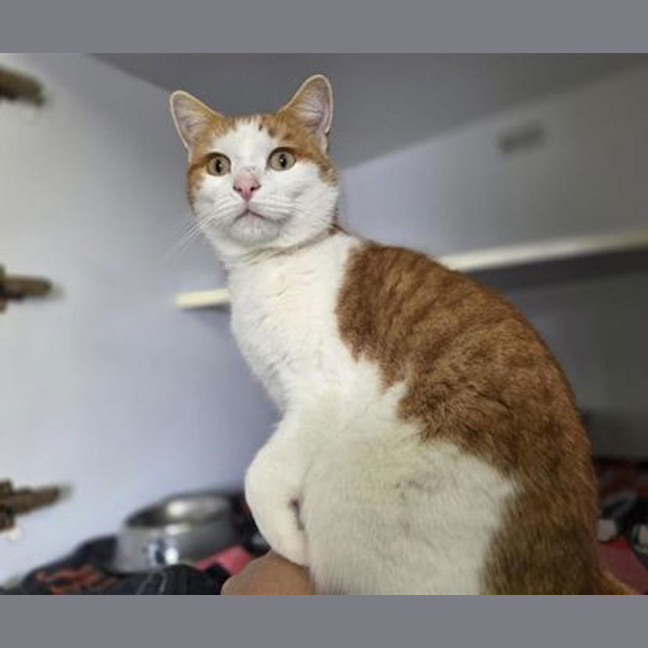 Photo of Bobo