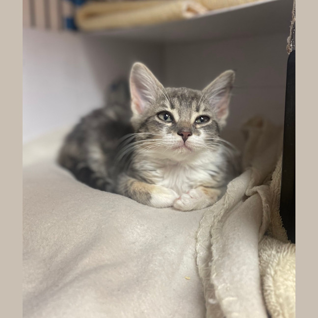 Photo of Opal