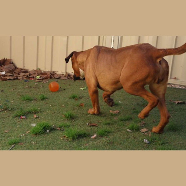 Photo of Cocoa