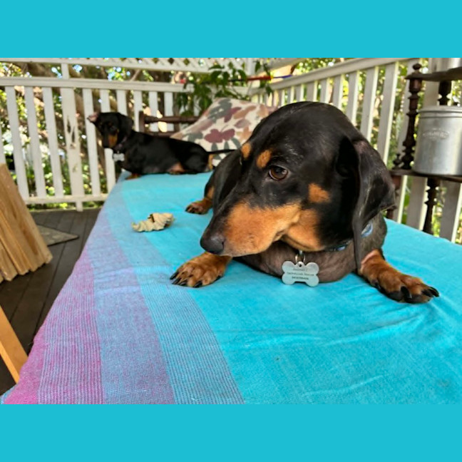 Photo of Jemma And Hunter Bonded Pair