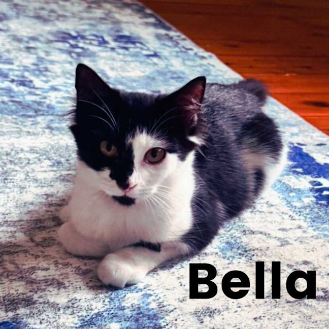 Photo of Bella
