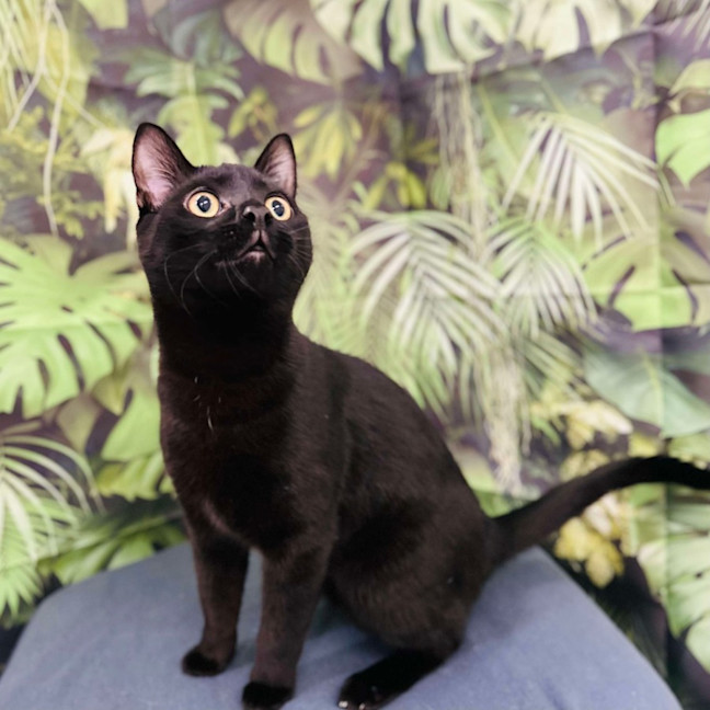 Photo of Eclipse   Located In Preston