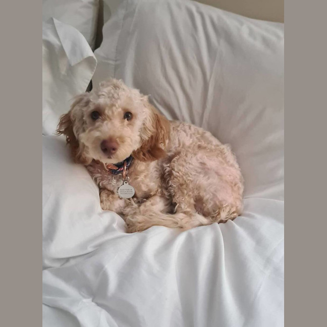 Photo of Ruby (Previously Janey)