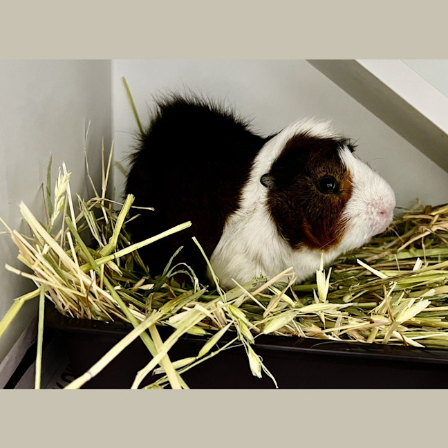 Photo of Pigmund (Bonded To Freud)