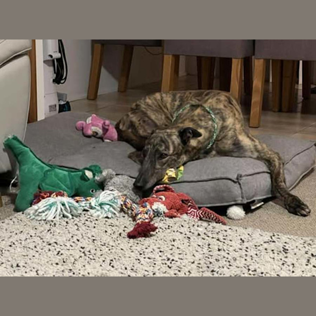 Photo of Tyson, The Greyhound