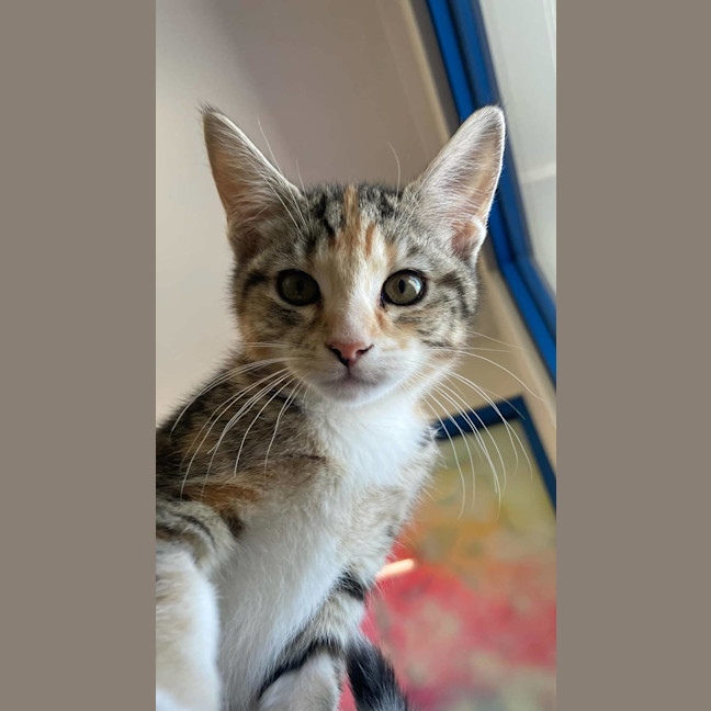 Photo of Khaleesi