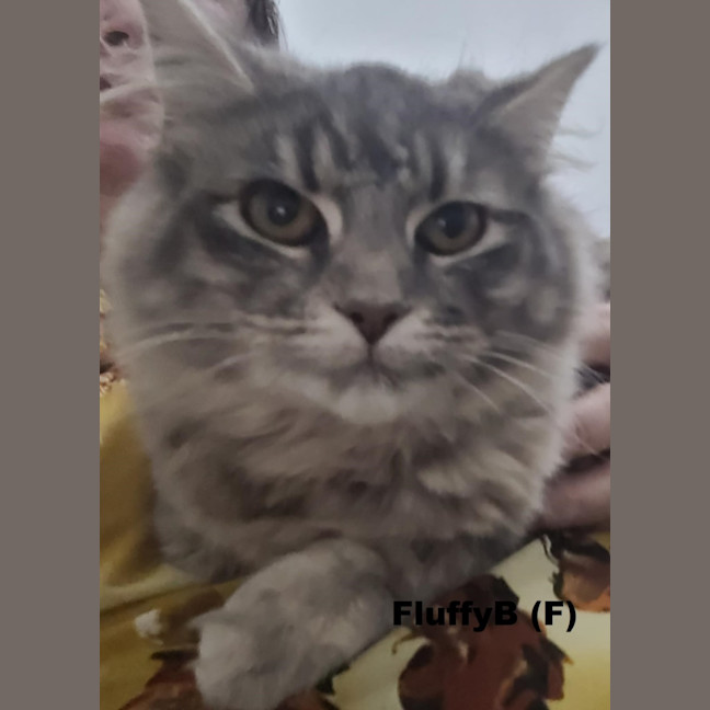 Photo of Fluffy B