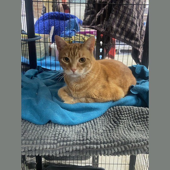 Photo of August   Now At Pet Quarters Morisset