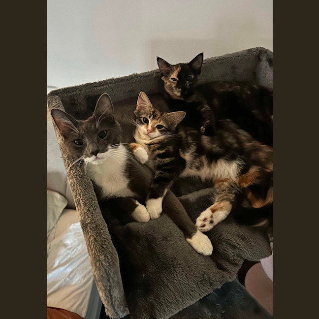 Photo of Astrid & Yogi