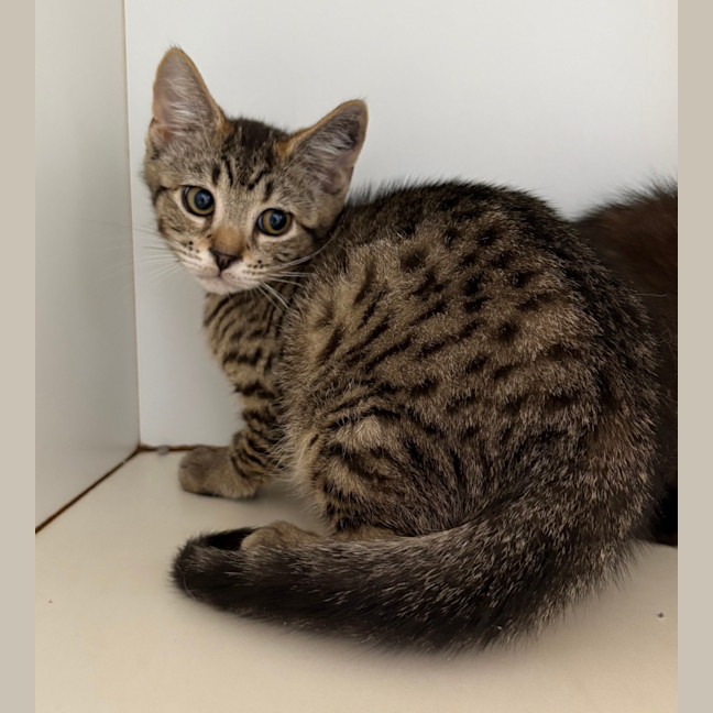 Photo of Pumpernickel