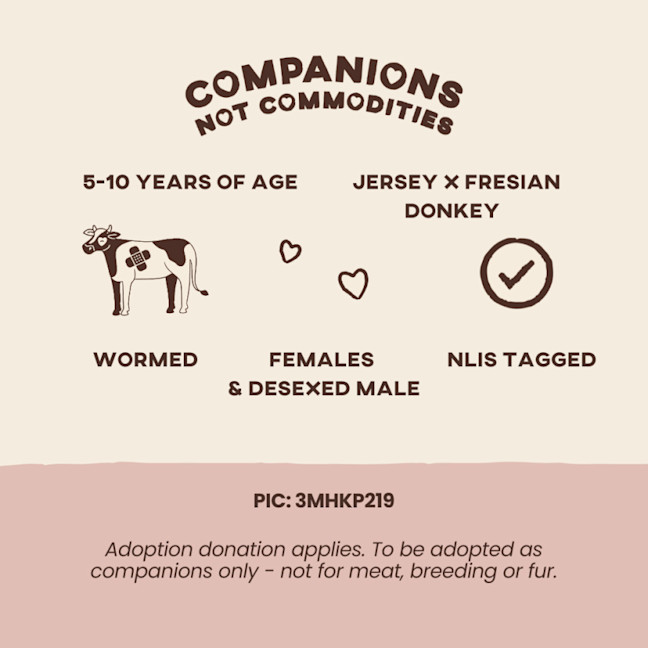 Photo of Blossom, Betsy & Toby