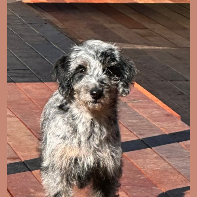 Photo of Paisley