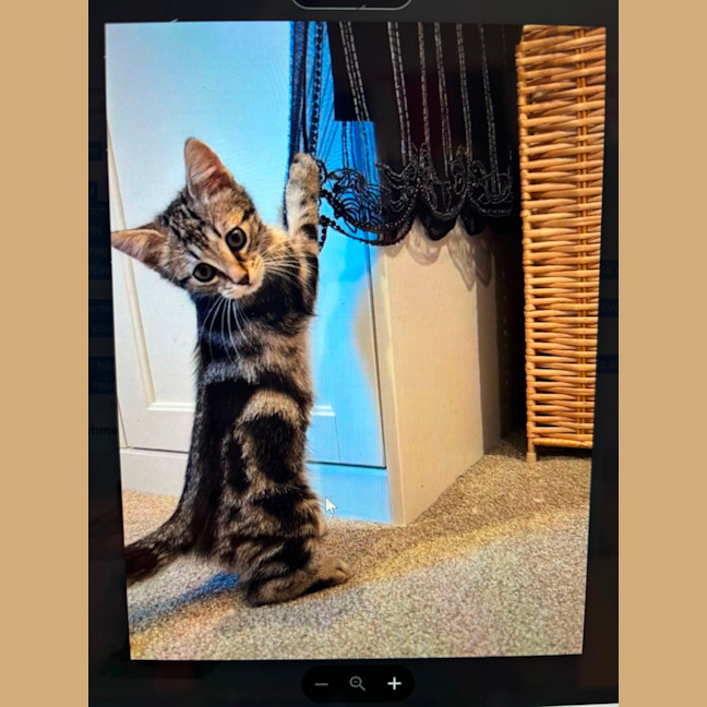 Photo of Skye Meet Me@Petstock Hastings