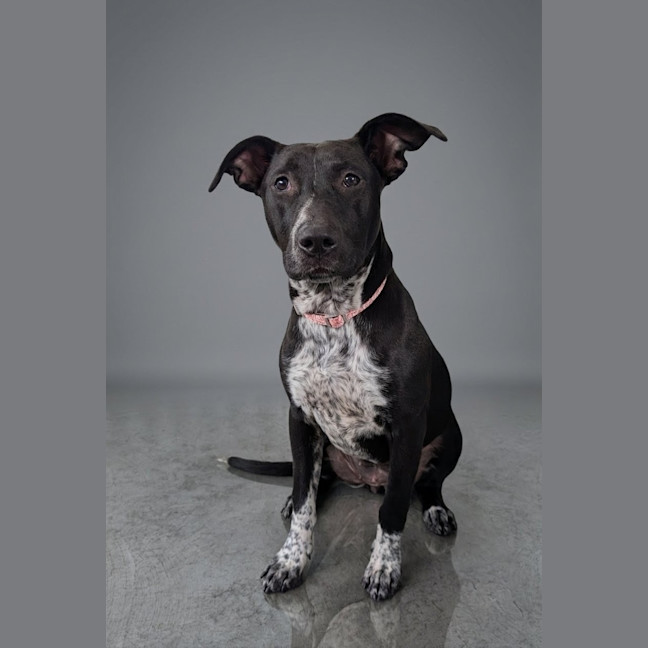 Photo of Pippa
