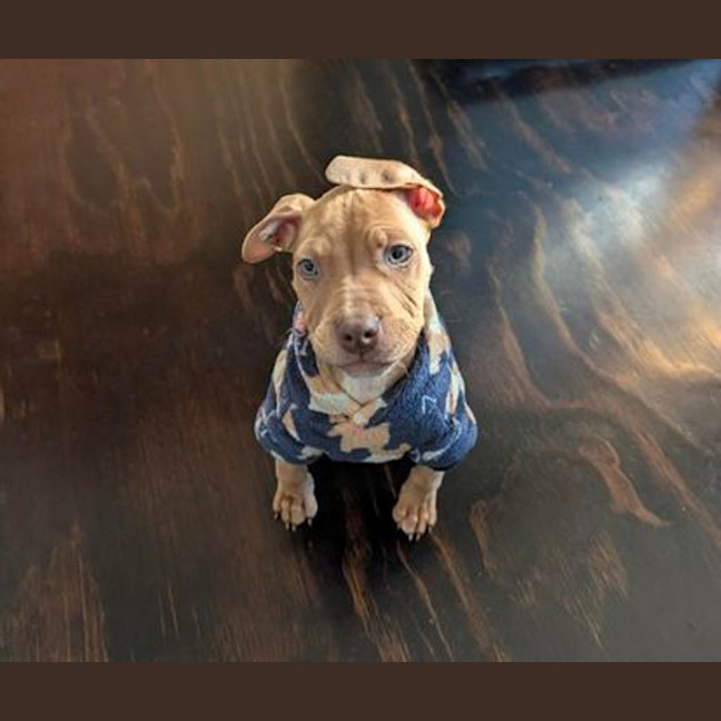 Photo of Chilli