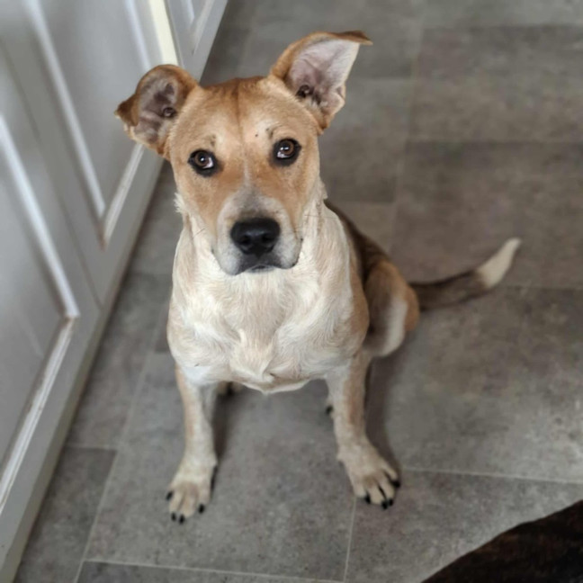 Photo of Shaggy