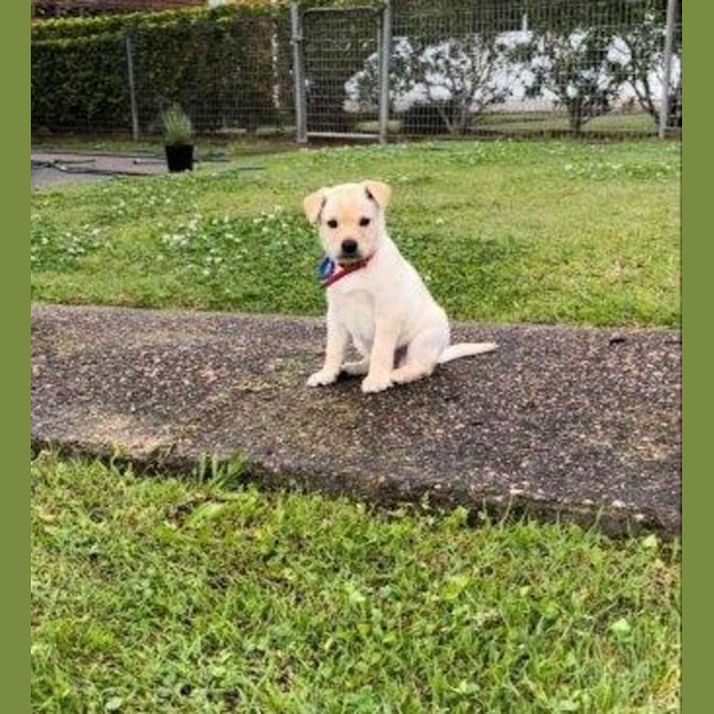 Photo of Thea   8 Week Old Staffy X Koolie (Hold)