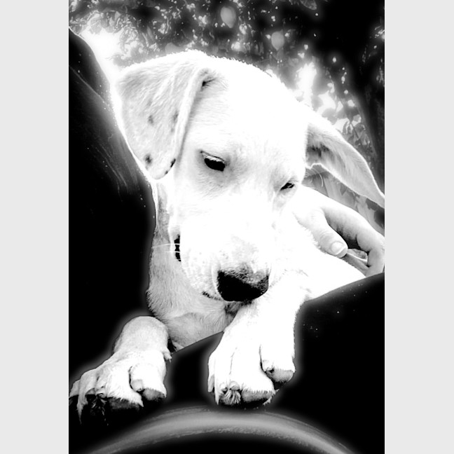Photo of Scout 