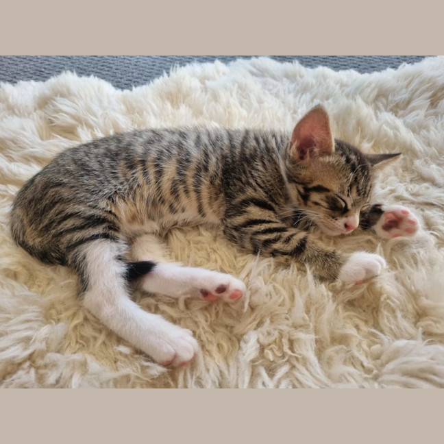 Photo of Button