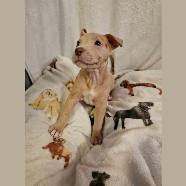 Photo of Dolly