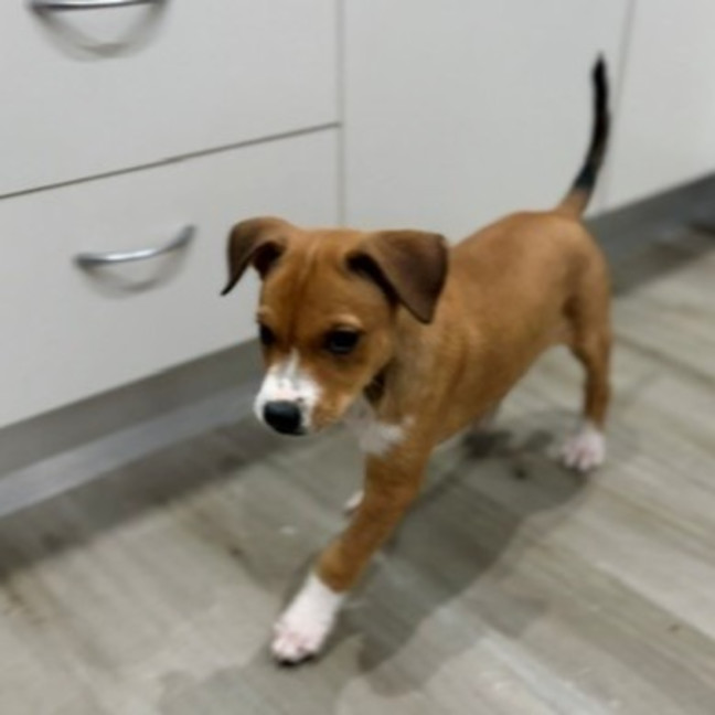 Photo of Charlie