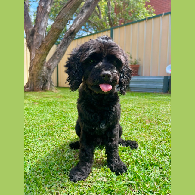 Photo of Chase   10 Month Old Cavoodle