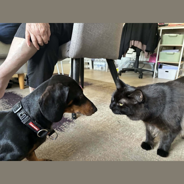 Photo of 🐈‍⬛ Annie 🐈‍⬛