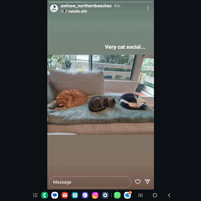 Photo of Miss Molly (Aka Pogo)