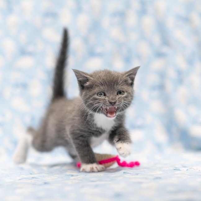 Photo of ** Vivienne West 2nd Chance Cat Rescue**