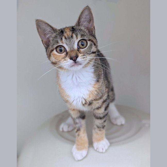 Photo of Daphne
