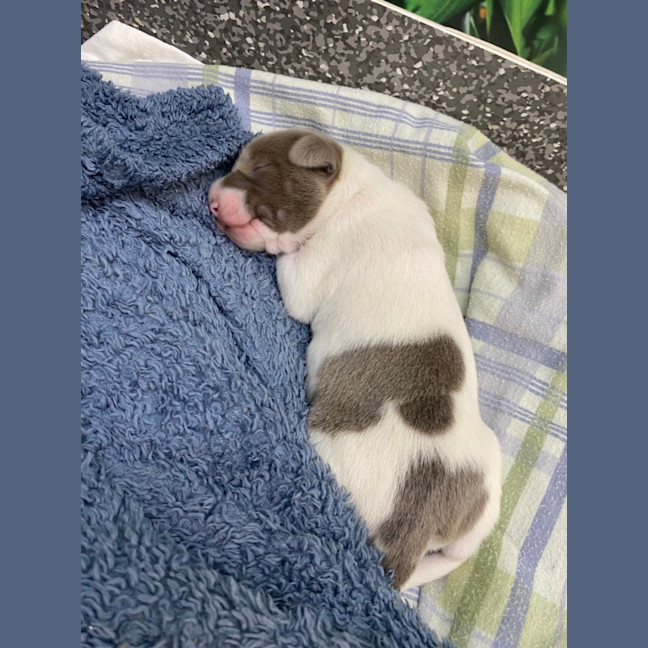 Photo of Penelope And Her Four Pups!