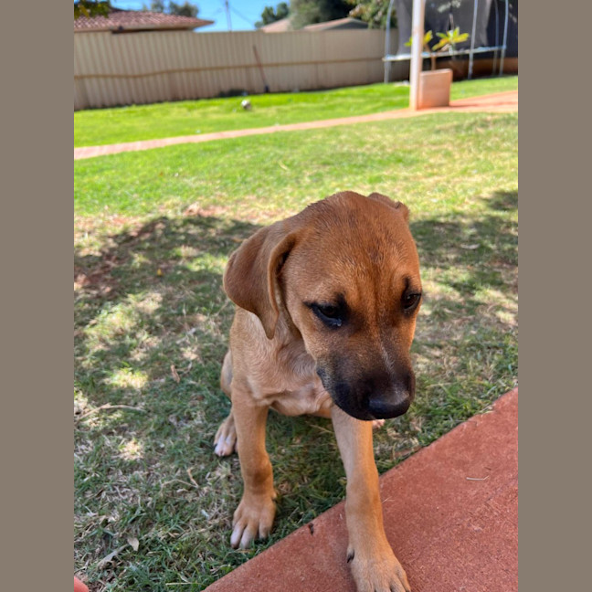 Photo of Sage