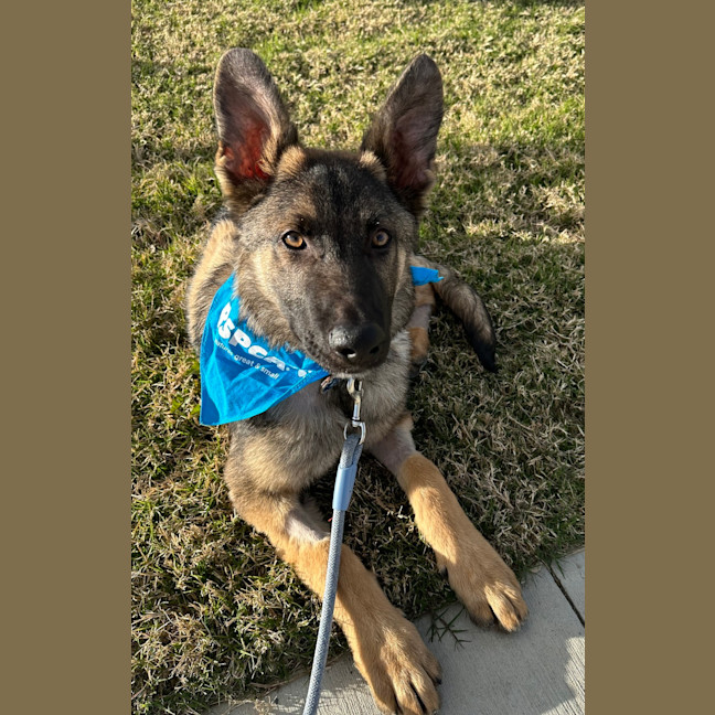 Photo of Ollie