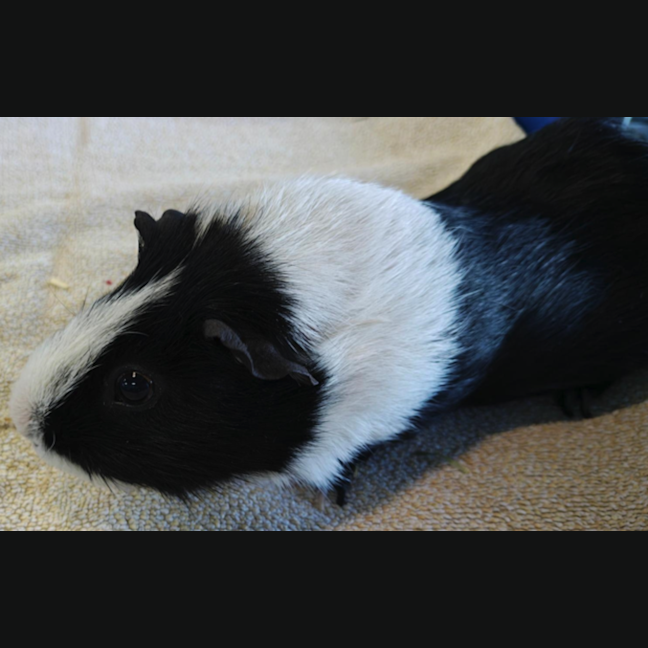 Photo of Roquefort