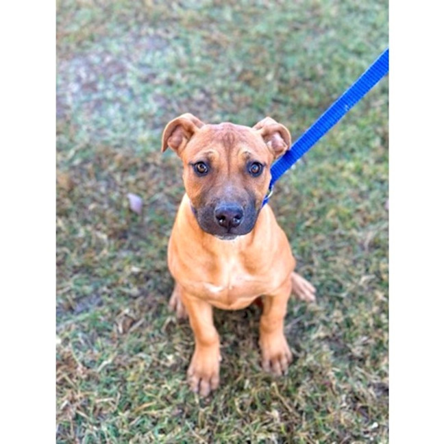 Photo of Cherry *$350 Adoption Fee*