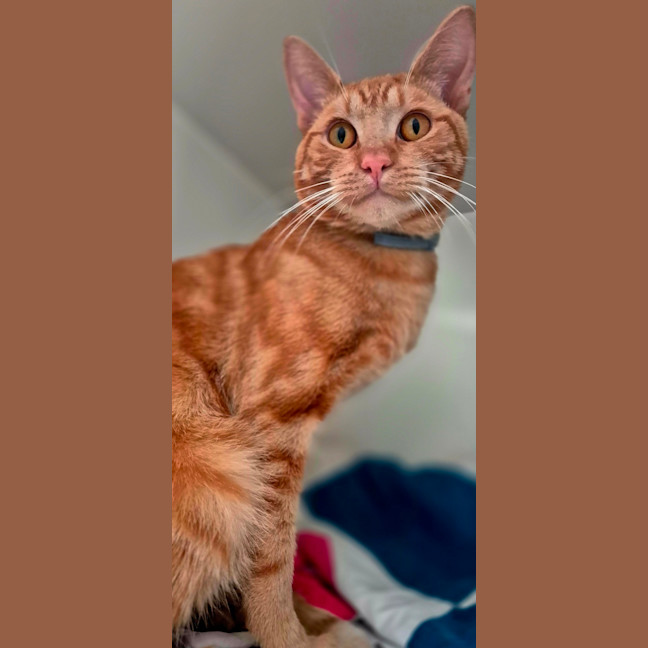 Photo of Sir Tigga (9029)