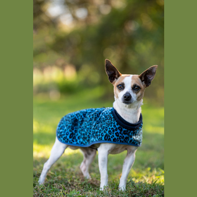 Photo of Stella