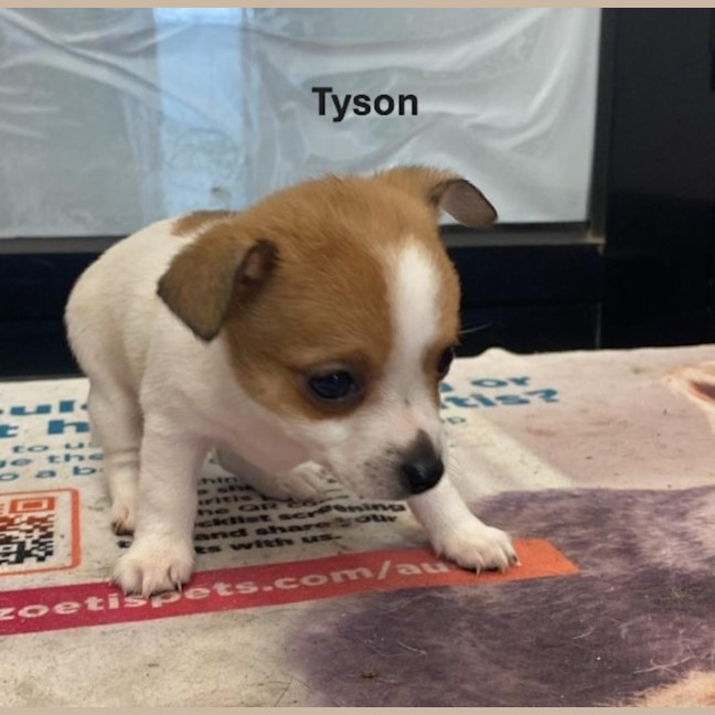 Photo of Tyson